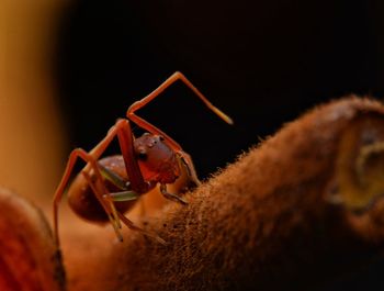 Close-up of insect