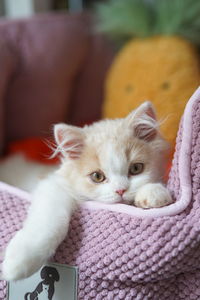 Close-up portrait of a cat resting