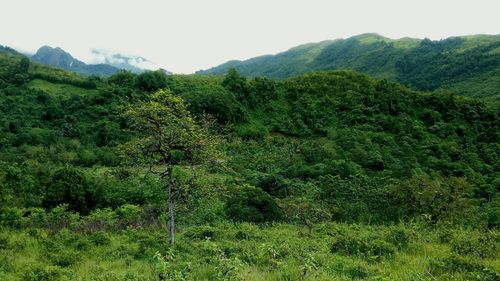 Scenic view of trees growing on field against sky