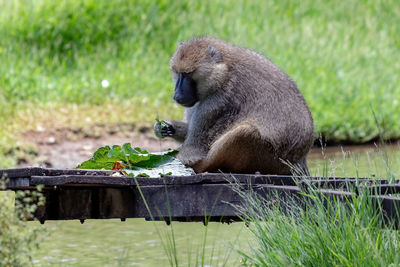 Monkey sitting in a temple