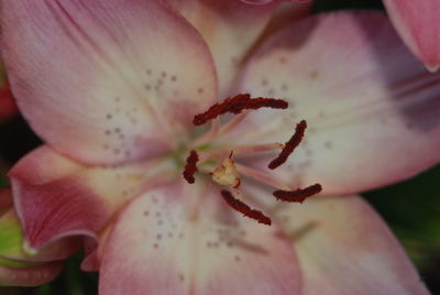 Macro shot of flower