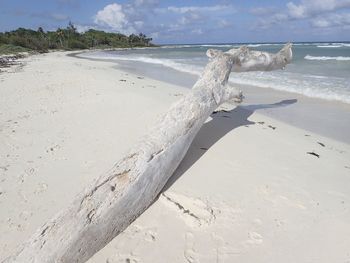 View of driftwood on beach