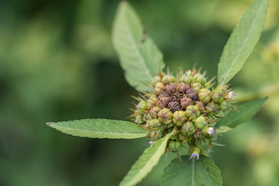 Close-up of flower on plant