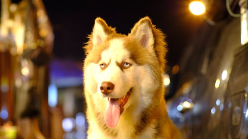 Close-up of dog looking away