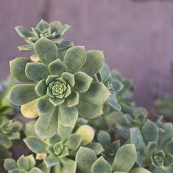 Close-up of succulent plant