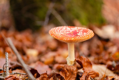 Close-up of fly agaric mushroom on field