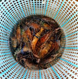 High angle view of crab in bowl on table