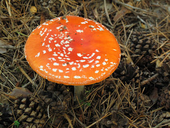 High angle view of fly agaric mushroom on field