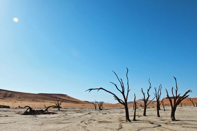 Dry trees on field against clear blue sky