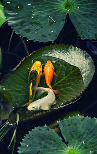 High angle view of crab swimming in lake