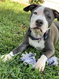 Portrait of dog on field