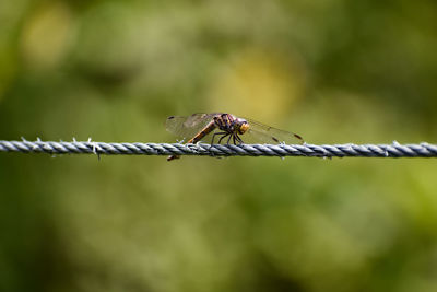 Close-up of insect on barbed wire