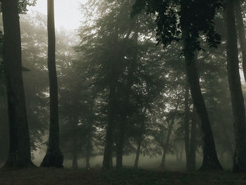 Trees in forest