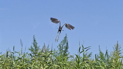 Low angle view of bird flying against sky