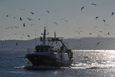 Birds flying over sea against sky