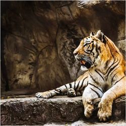 View of a tiger