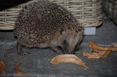 Close-up of hedgehog by leaves