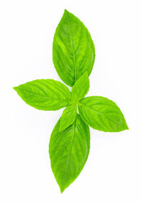 High angle view of leaves against white background