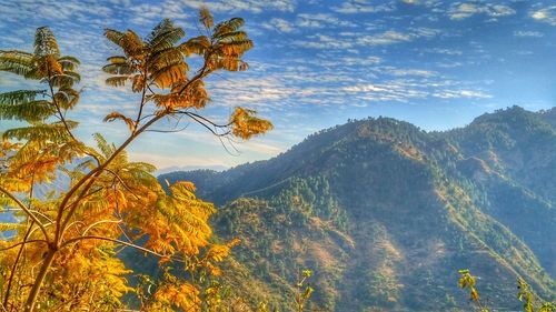 Scenic view of forest against sky