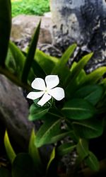 Close-up of flower blooming outdoors