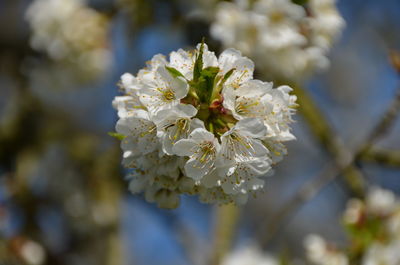 Close-up of white flowers