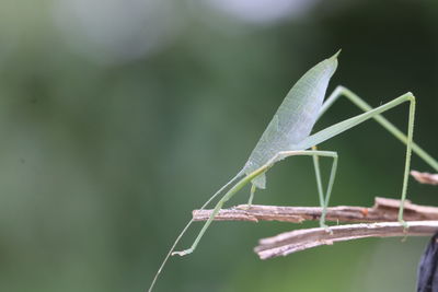 Close-up of insect on plant