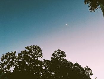 Low angle view of trees against clear sky