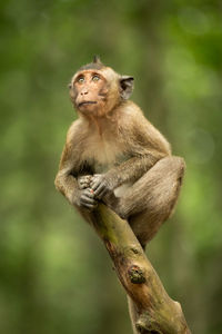 Baby long-tailed macaque looking up on branch