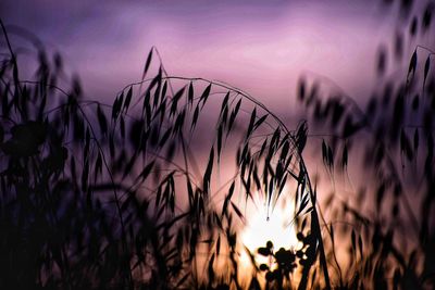 Close-up of silhouette plants against sky during sunset