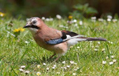 Eurasian jay standing on grass