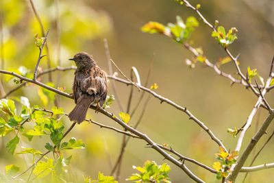 Bird perching on a tree