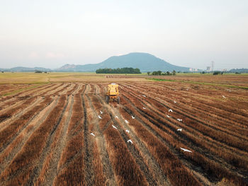 Crane birds follow harvester in paddy field.