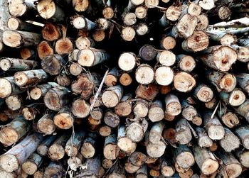 Full frame shot of logs in forest