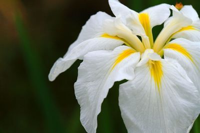 Close-up of white flower