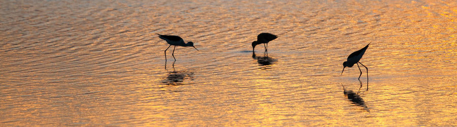 Birds during sunset