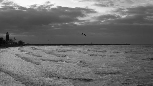 Birds flying over sea