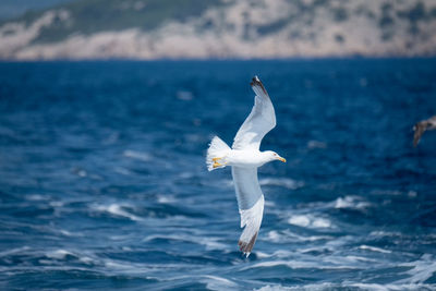 Seagull flying over sea