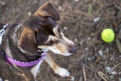 Dog looking away