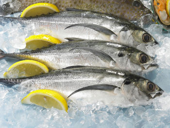 High angle view of fish on crushed ice