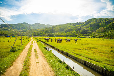 Scenic view of agricultural field against sky