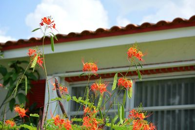 Close-up of red flowering plant against building