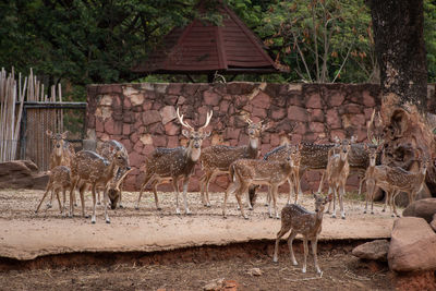 Herd deer that gather in the zoo.many deer are standing and looking at camera.