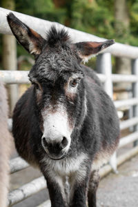 Close-up portrait of a horse