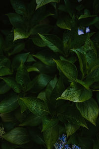 Full frame shot of green leaves