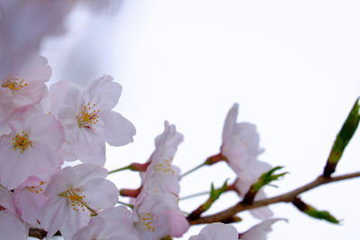 Close-up low angle view of pink flowers