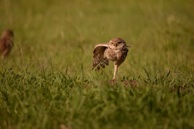 Bird in a field