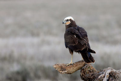 Close-up of bird perching on wood