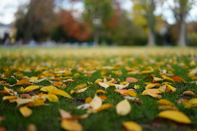 Close-up of autumnal leaves on field