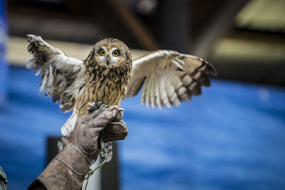 Close-up of owl with injured wing