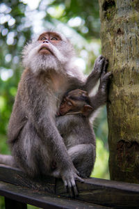 Monkey sitting on tree